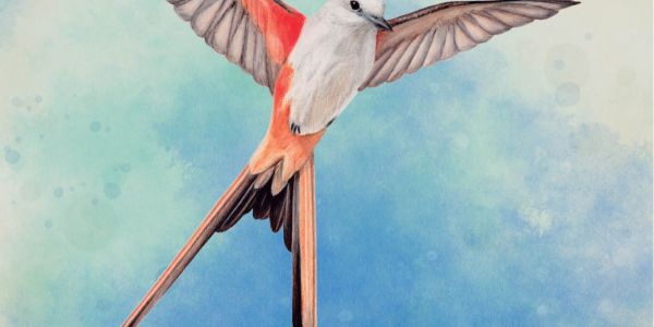 Wingspan