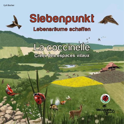 Siebenpunkt / La coccinelle